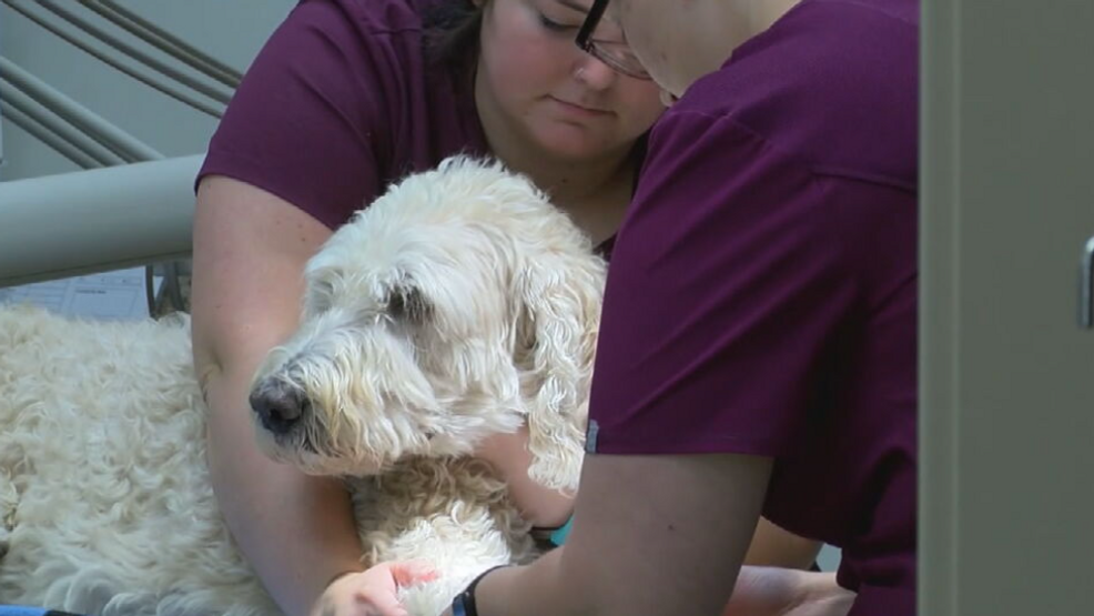Featured image for "Unexplained Canine Respiratory Illness Sparks Nationwide Concern"