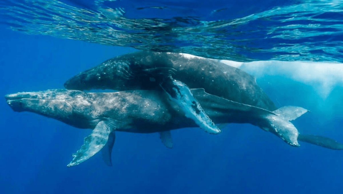 Featured image for "Groundbreaking Photos: First-Ever Documentation of Male Humpback Whale Mating"