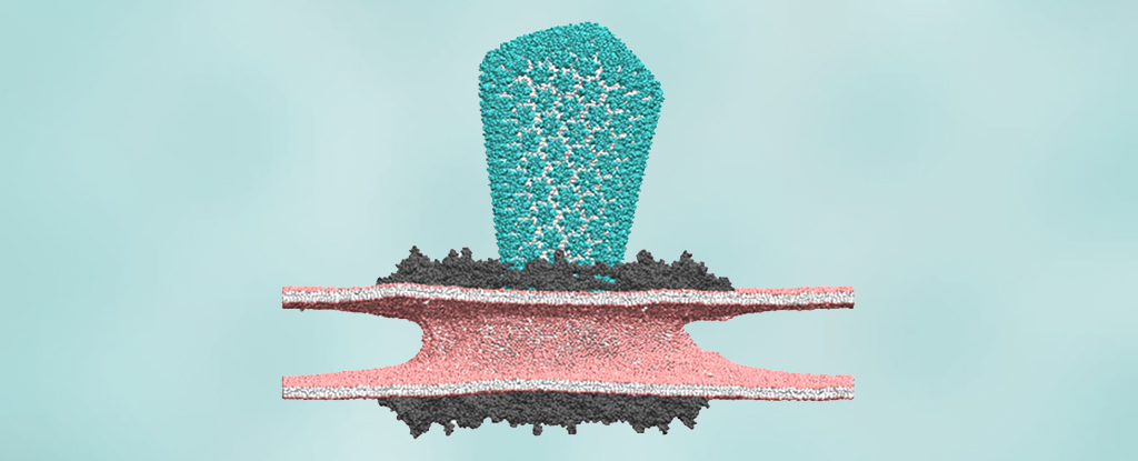 Featured image for Unveiling HIV's Intricate Pathway Into the Cell's Nucleus