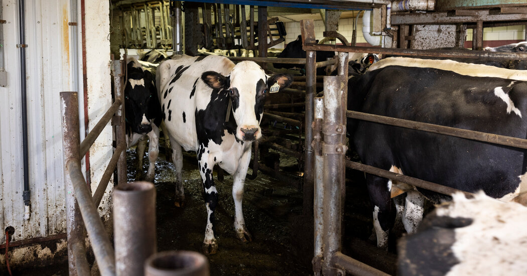 USDA Mandates Bird Flu Testing in Milk Supply Amid Raw Milk Controversy