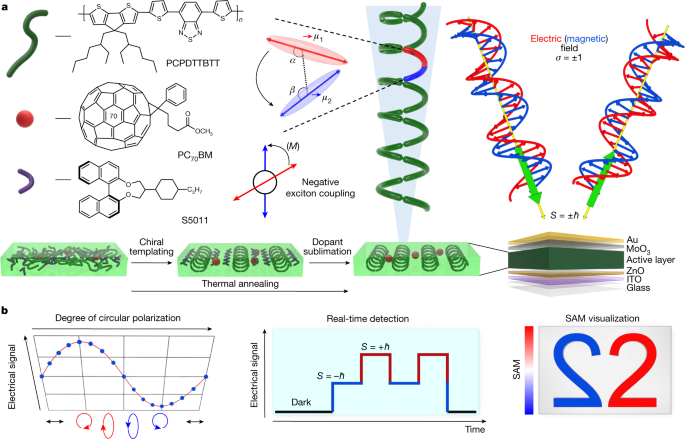 Featured image for "Advancements in Optical Imaging and Forces with Helical Polymers and Fiber Frameworks"