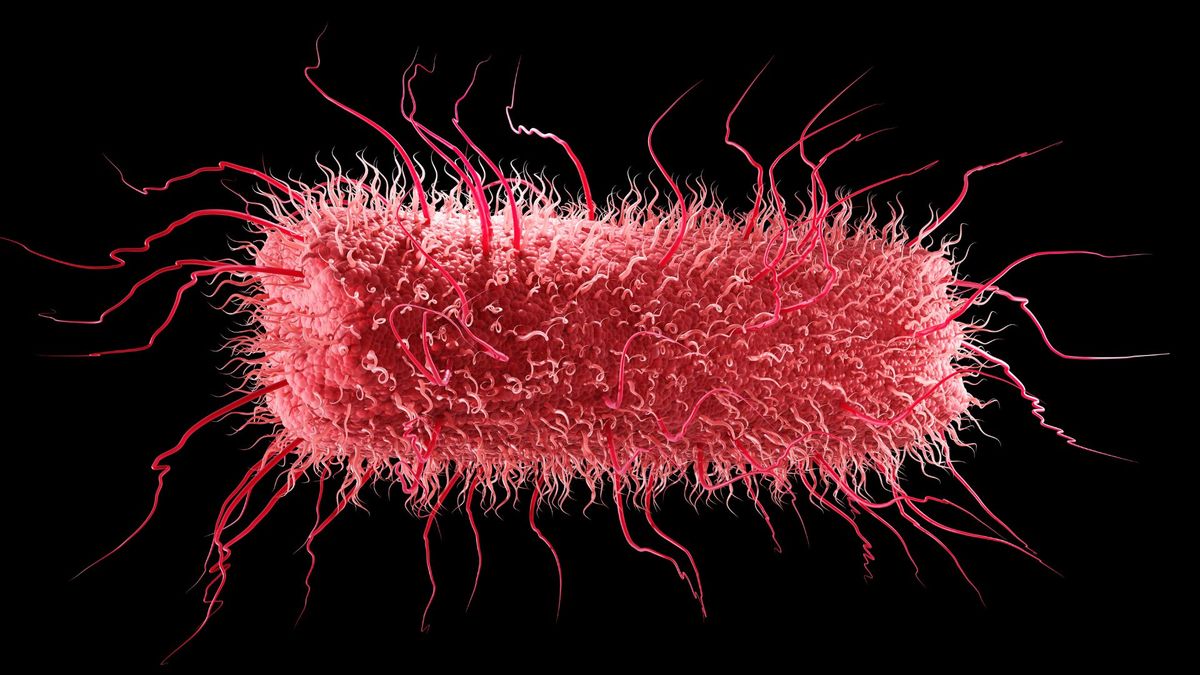 Gut E. coli Linked to Parkinson's Disease Development