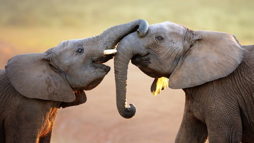 Self-Domestication: Wild African Elephants