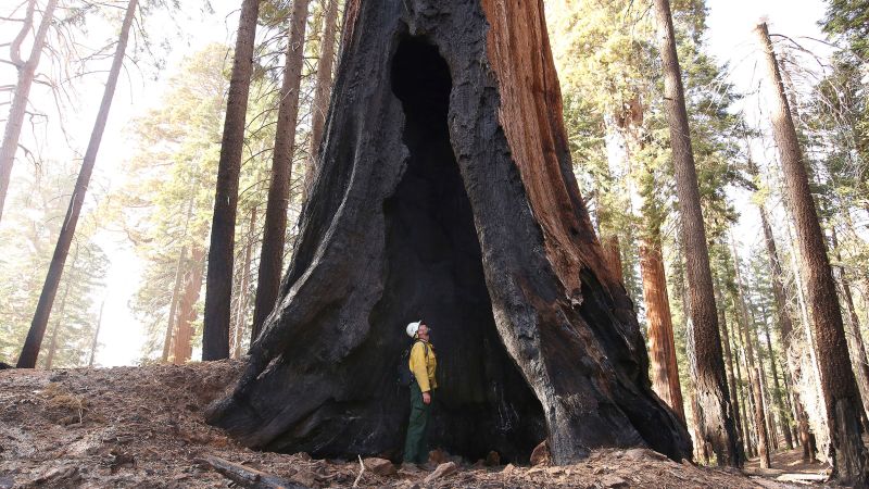 Environmentalists Sue National Park Service to Halt Tree Planting