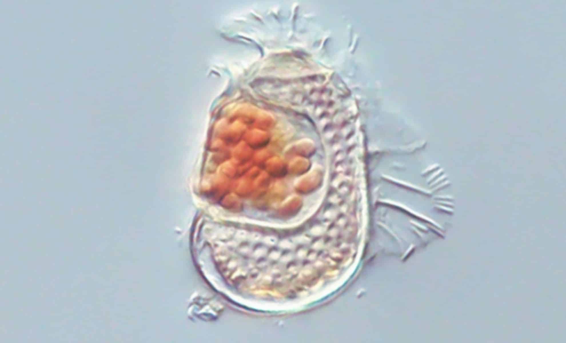 Featured image for Scientists Discover Organism Blurring the Line Between Living and Non-Living