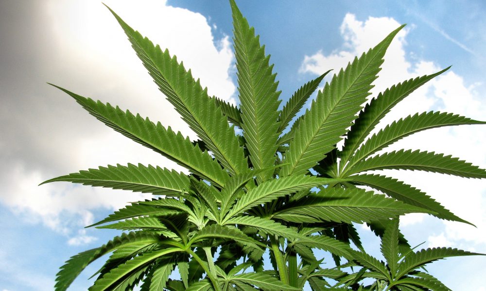 Schumer's Summer Agenda: Cannabis Banking and Busy Senate Plans