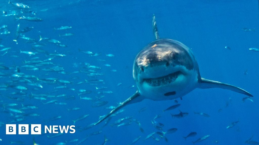 Featured image for Researchers Warn Mediterranean Great White Sharks at Risk of Extinction