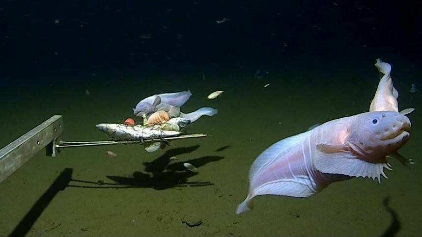 "Record-breaking discovery: World's deepest-swimming fish caught on camera"