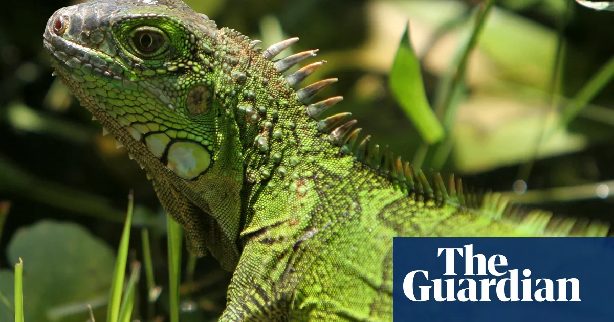 Iguana Bite Leaves Toddler with Mysterious Infection