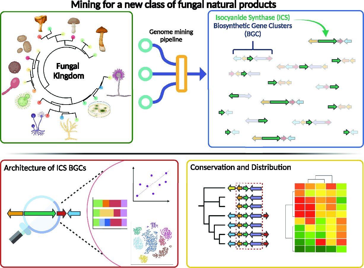 Featured image for "Revolutionary Algorithm Unlocks Valuable Molecules from Fungi through Cutting-Edge Chemistry"