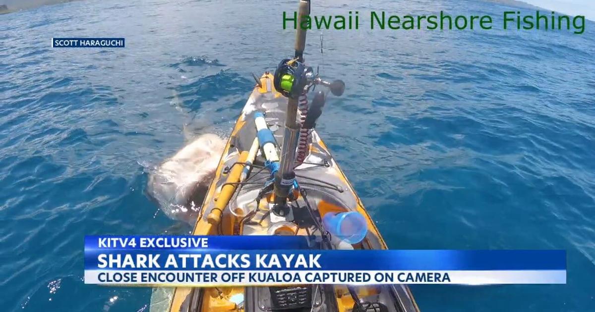 Featured image for Kayak Attacked by Shark off Hawaii Coast, Caught on Camera