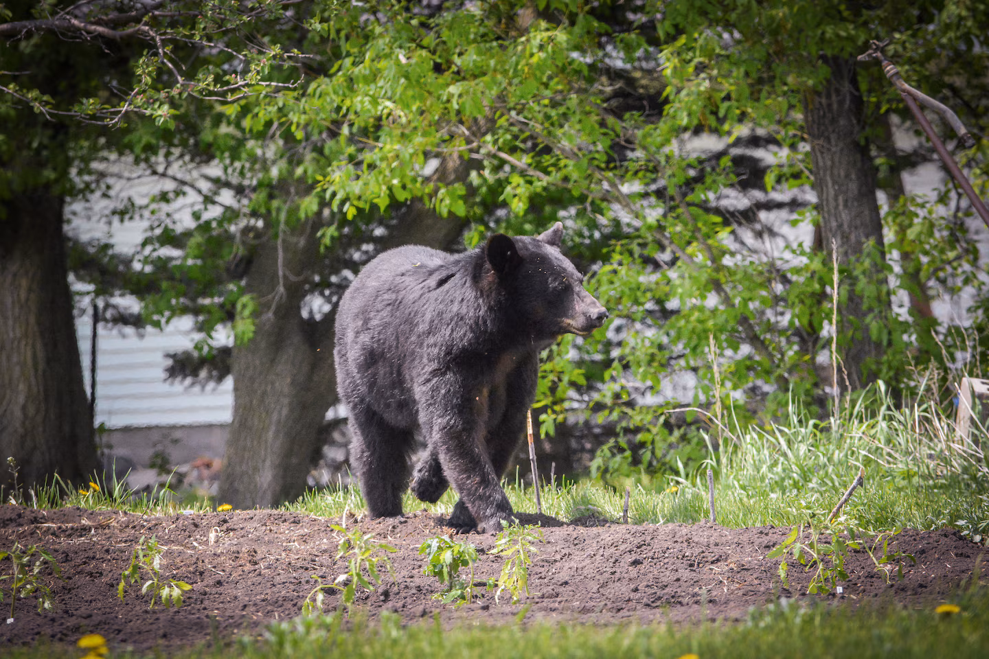 Featured image for Dead Black Bear Discovered in Plastic Bag in Arlington