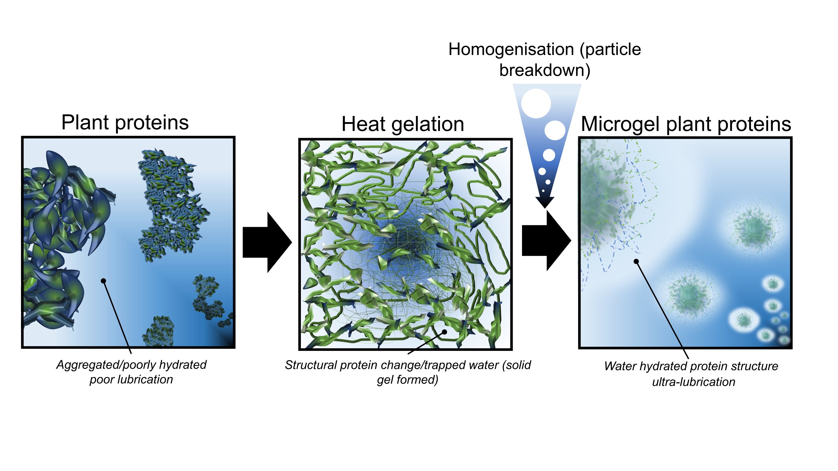 Featured image for Enhancing the Taste of Plant-Based Meat Alternatives with Protein Microgels