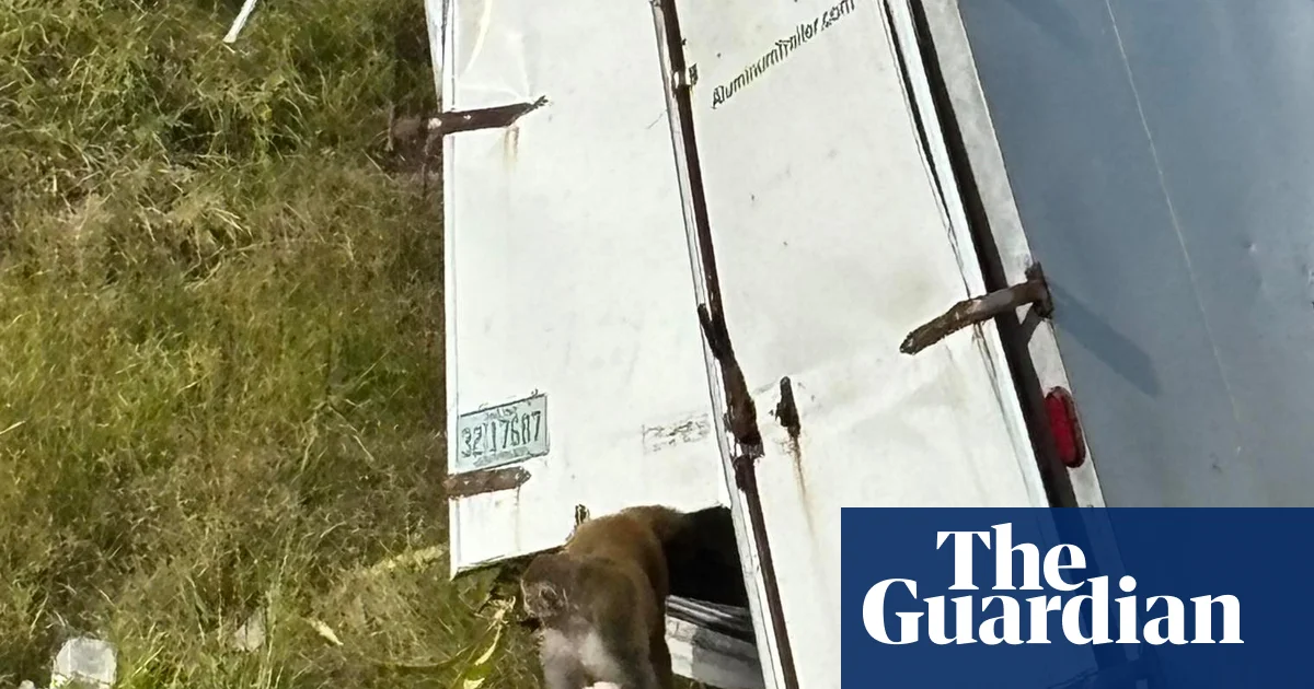 Featured image for Mississippi Lab Monkeys Escaping and Being Mistaken as Dangerous