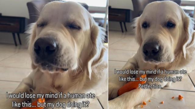 Featured image for Owner Praises Golden Retriever’s Loud Chewing as ‘Perfection’