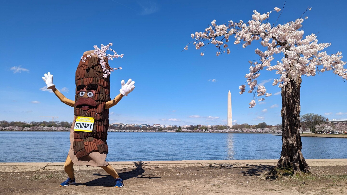 Featured image for "Stumpy's Farewell: The End of an Era for D.C.'s Cherry Blossom Trees"