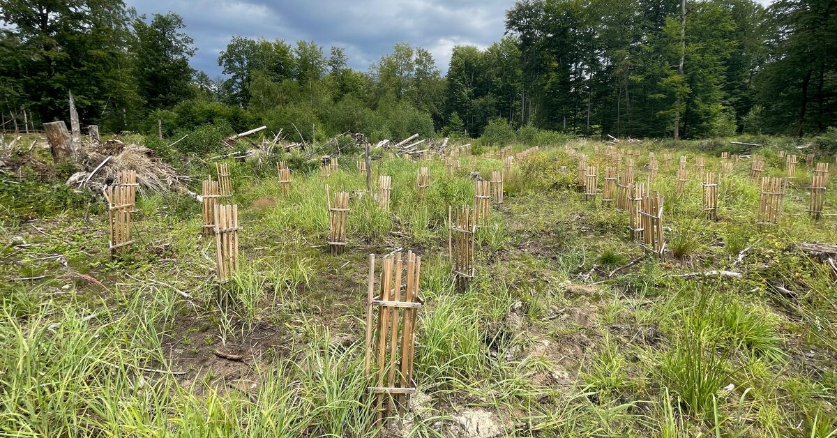 "Europe's Environmental Ambitions Under Threat: The Rise of 'Greenlash'"