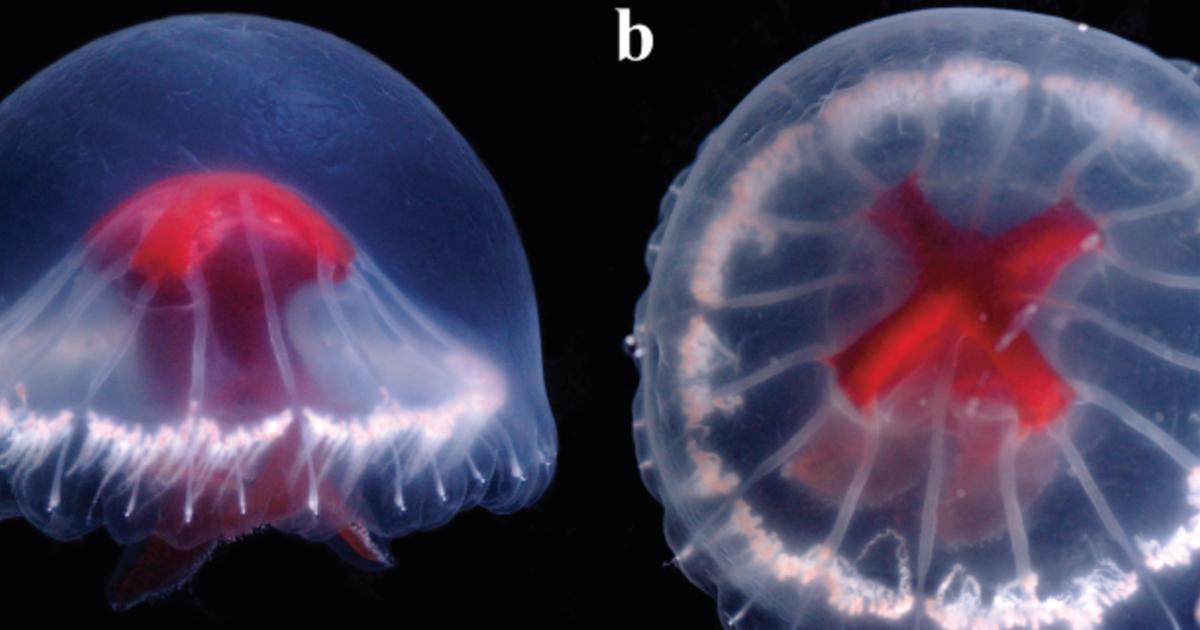 Featured image for "Discovery of Venomous Cross-Shaped Jellyfish in Remote Japanese Waters"
