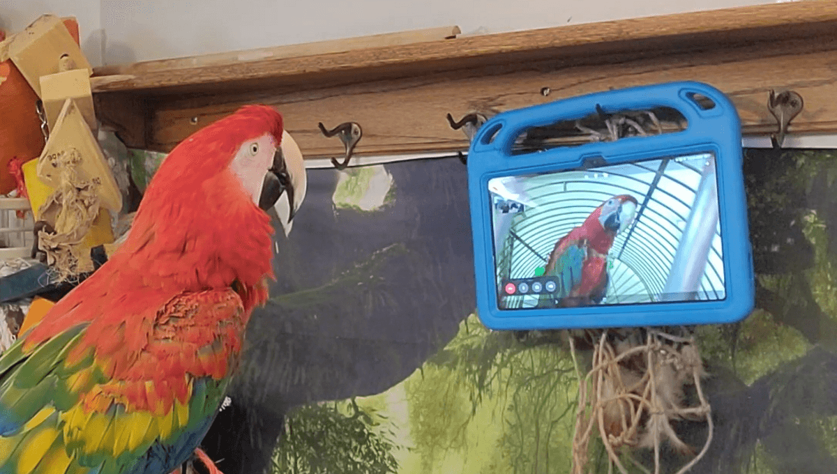 Featured image for Parrots Combat Loneliness Through Video Calls
