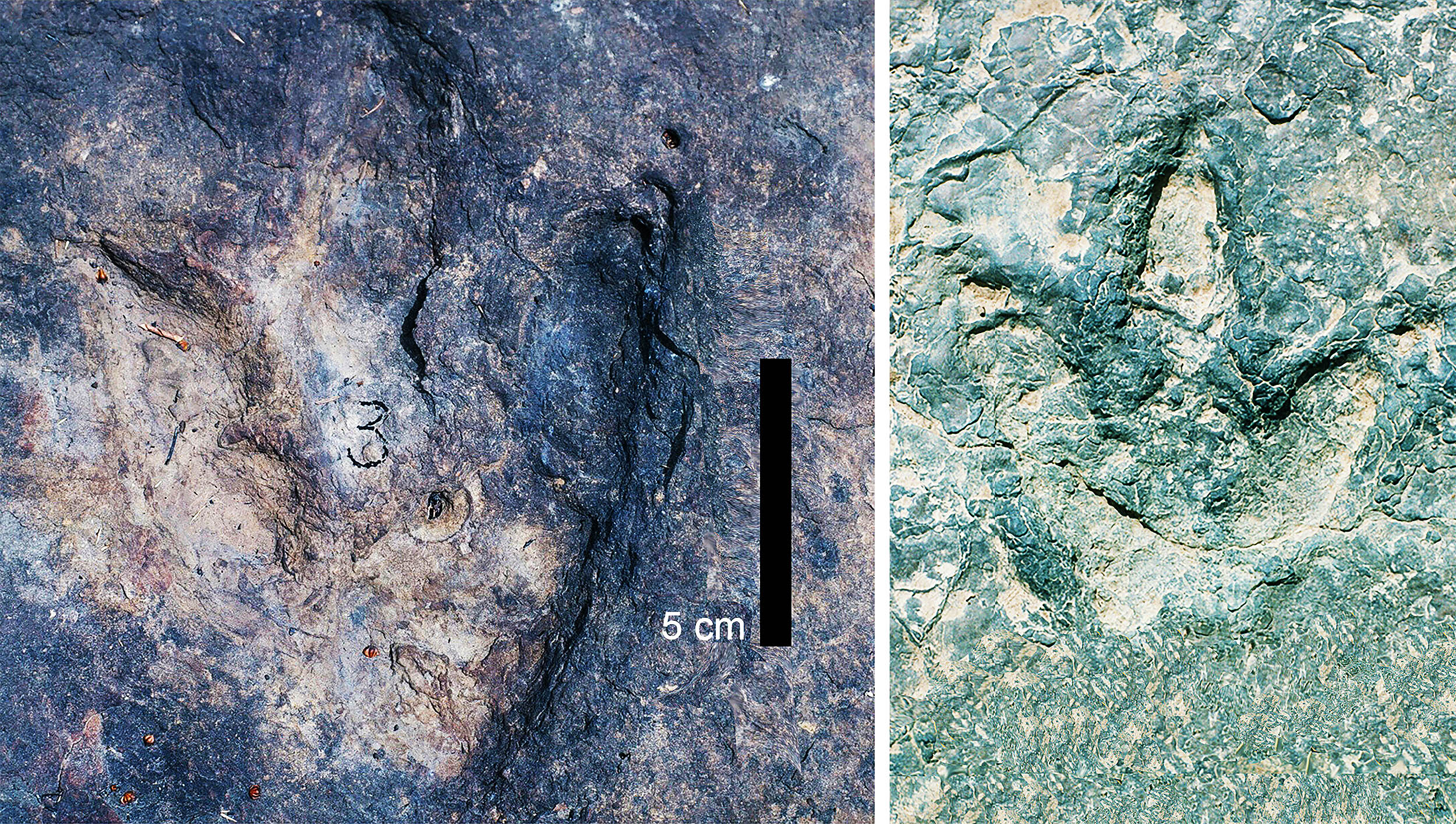 Featured image for Ancient Dinosaur Footprints Across the Atlantic Confirm Connection