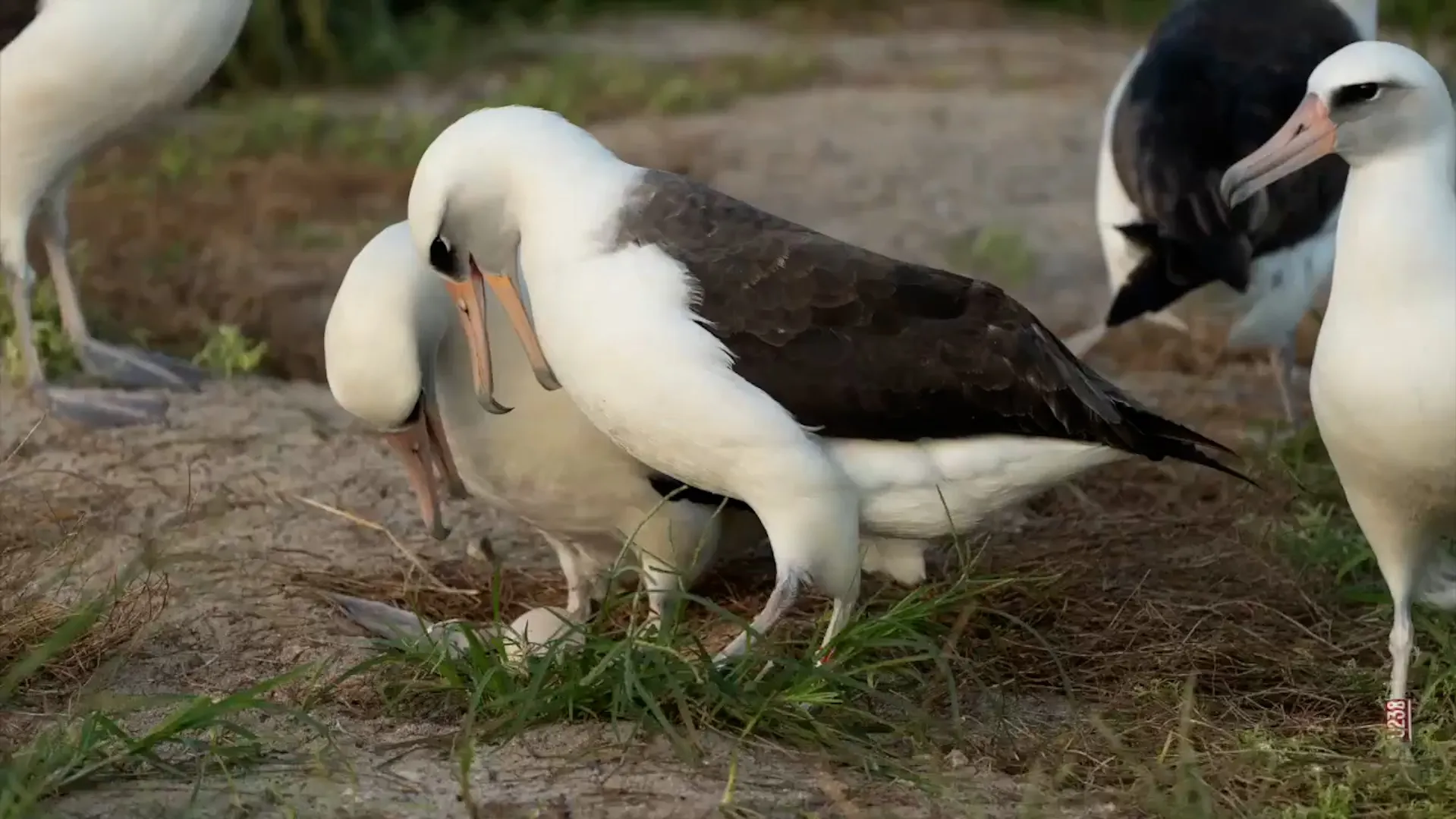 Featured image for 74-Year-Old Wisdom, World's Oldest Bird, Lays Another Egg
