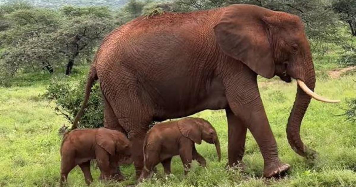 "Miraculous Moment Captured: Rare Elephant Twins Born in Kenya!"