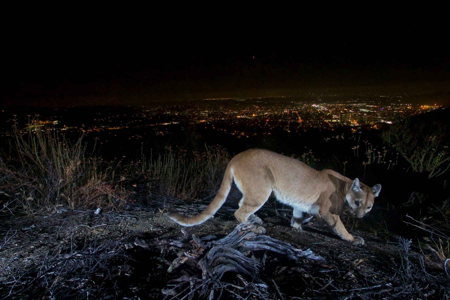 Featured image for Series of Mountain Lion Encounters in Colorado Raises Safety Concerns