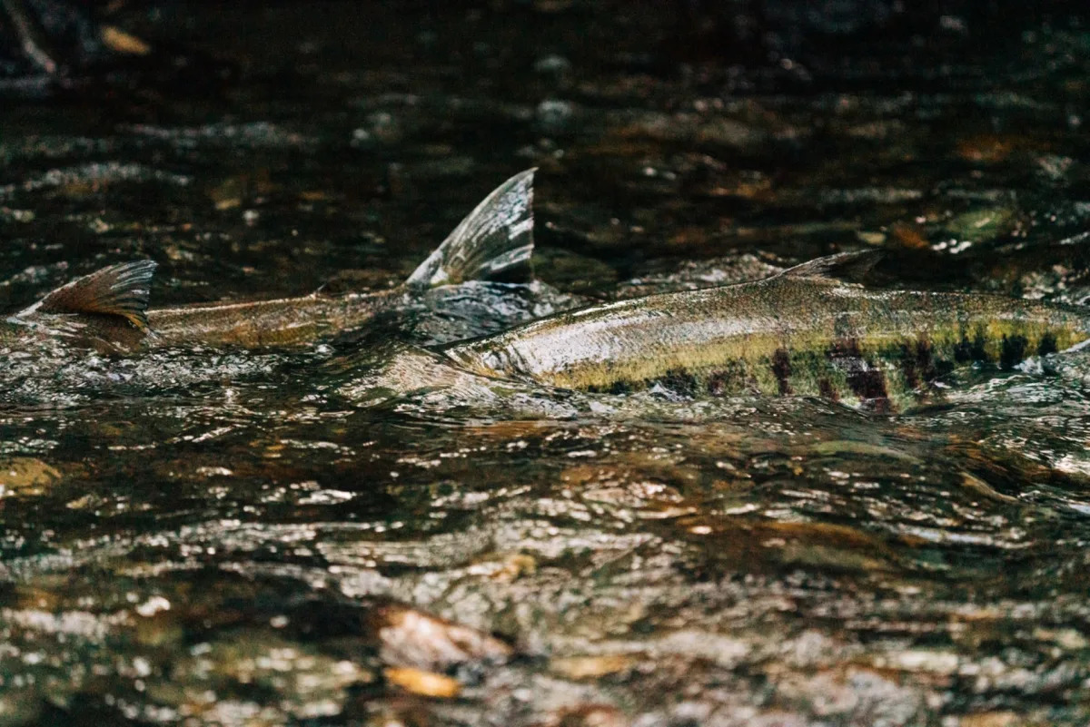Salmon Species Discovers Disturbing New Spawning Ground, Scientists Concerned