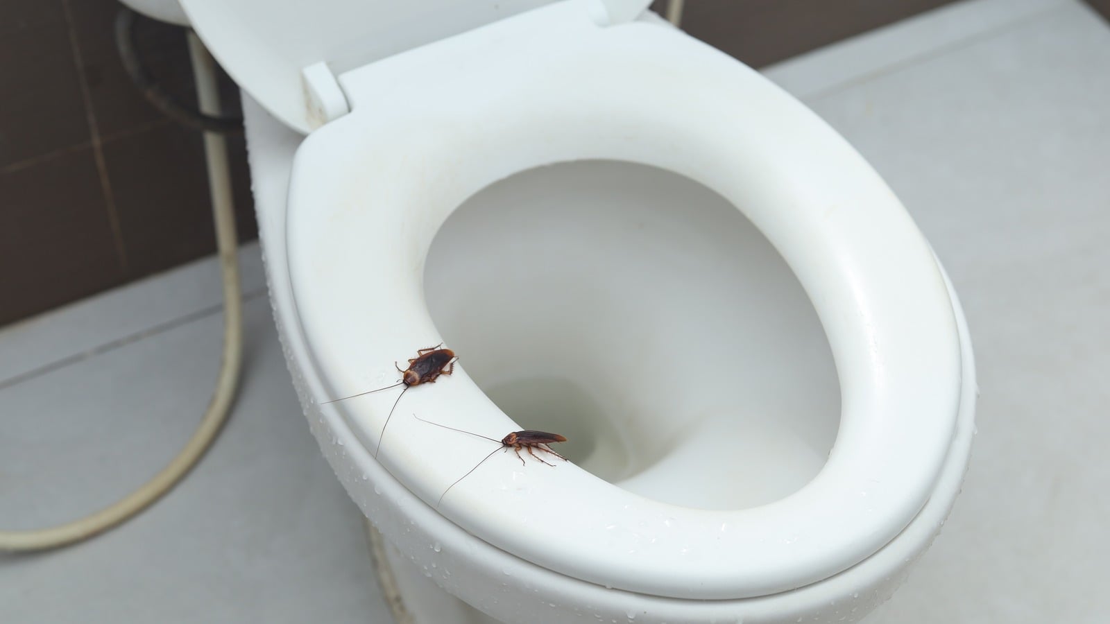 Featured image for Toilet-Invading Pests: A Guide to Common House Intruders