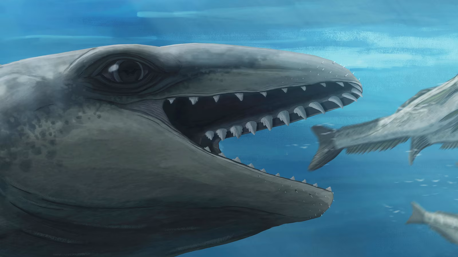 Featured image for Ancient Australian whales: from cute faces to fierce predators