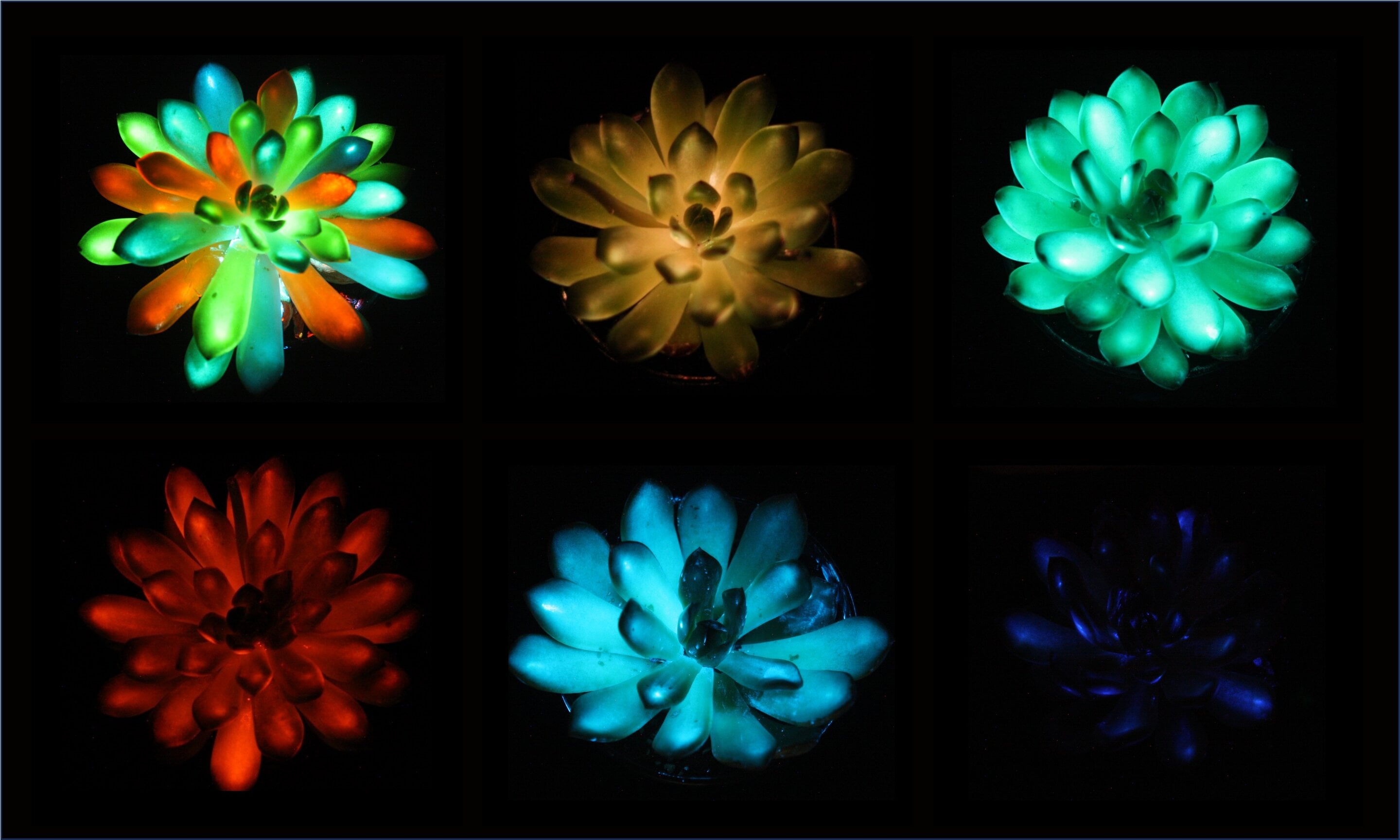 Featured image for Revolutionary Glow-in-the-Dark Succulents Could Illuminate the Future