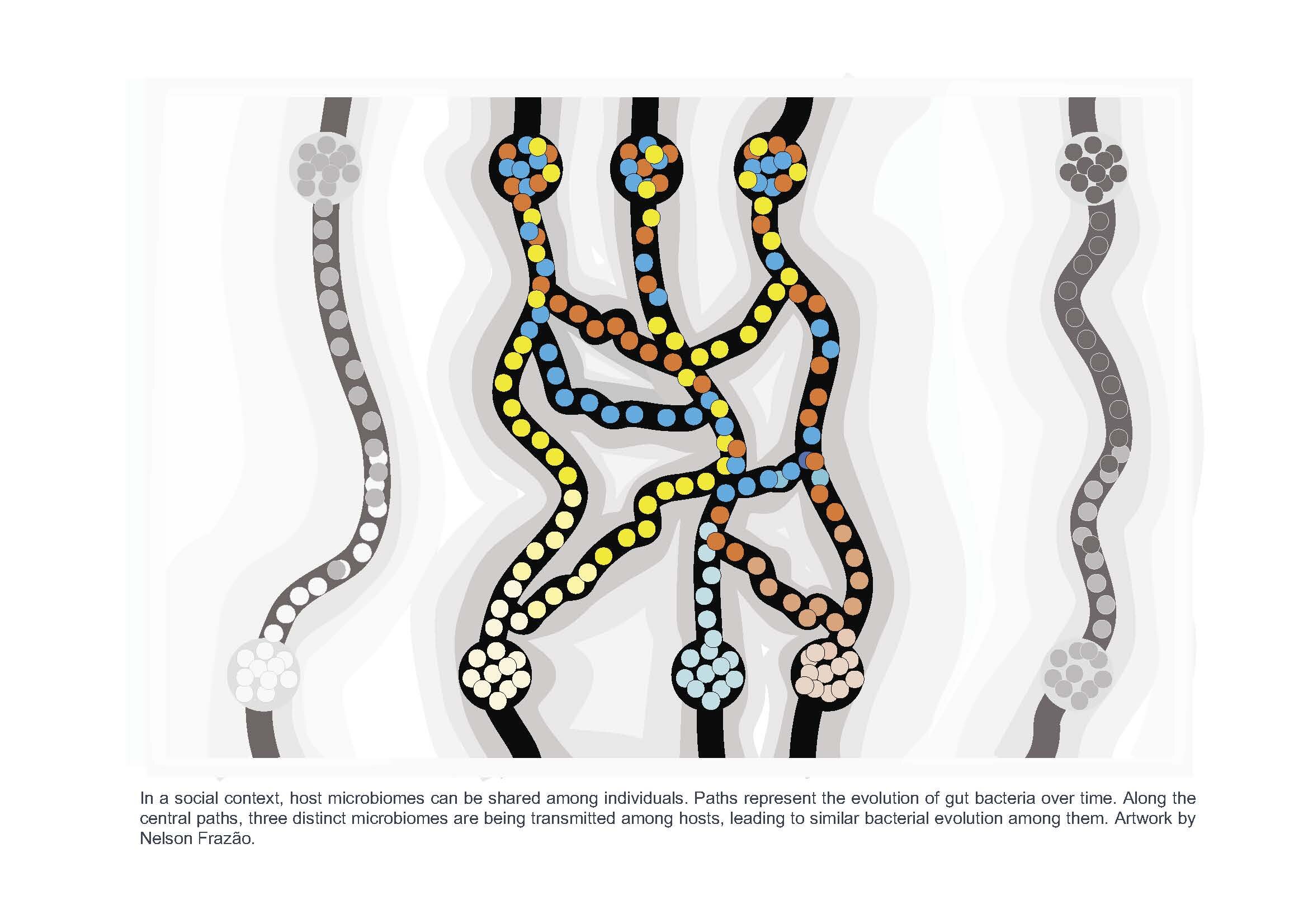 Featured image for Unveiling the Influence of Host Social Interactions on Bacterial Evolution