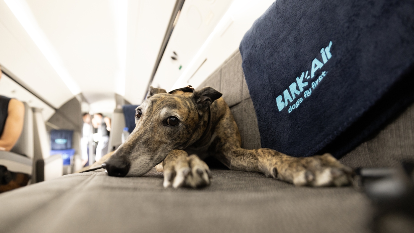 Featured image for BARK Air, the first airline for dogs, launches with $6,000 flights