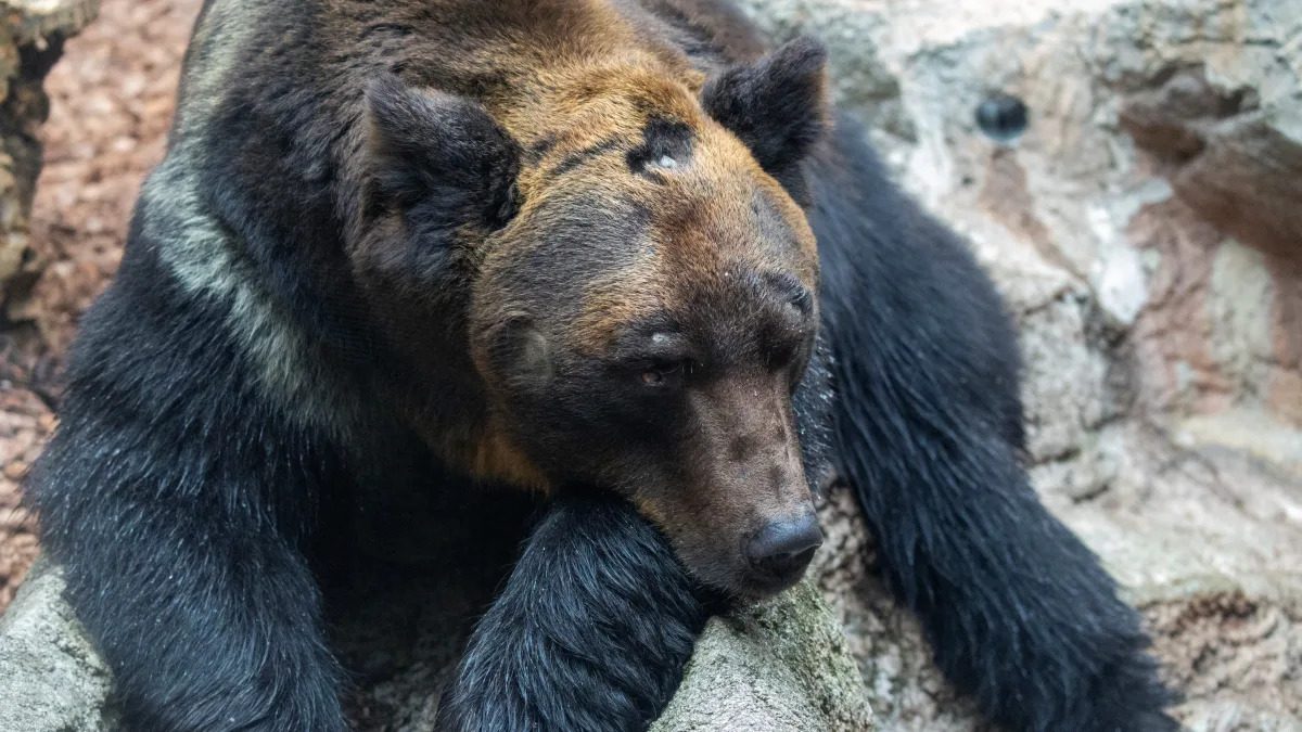 Featured image for Bear Attacks Angler in Japan's Hokkaido Region