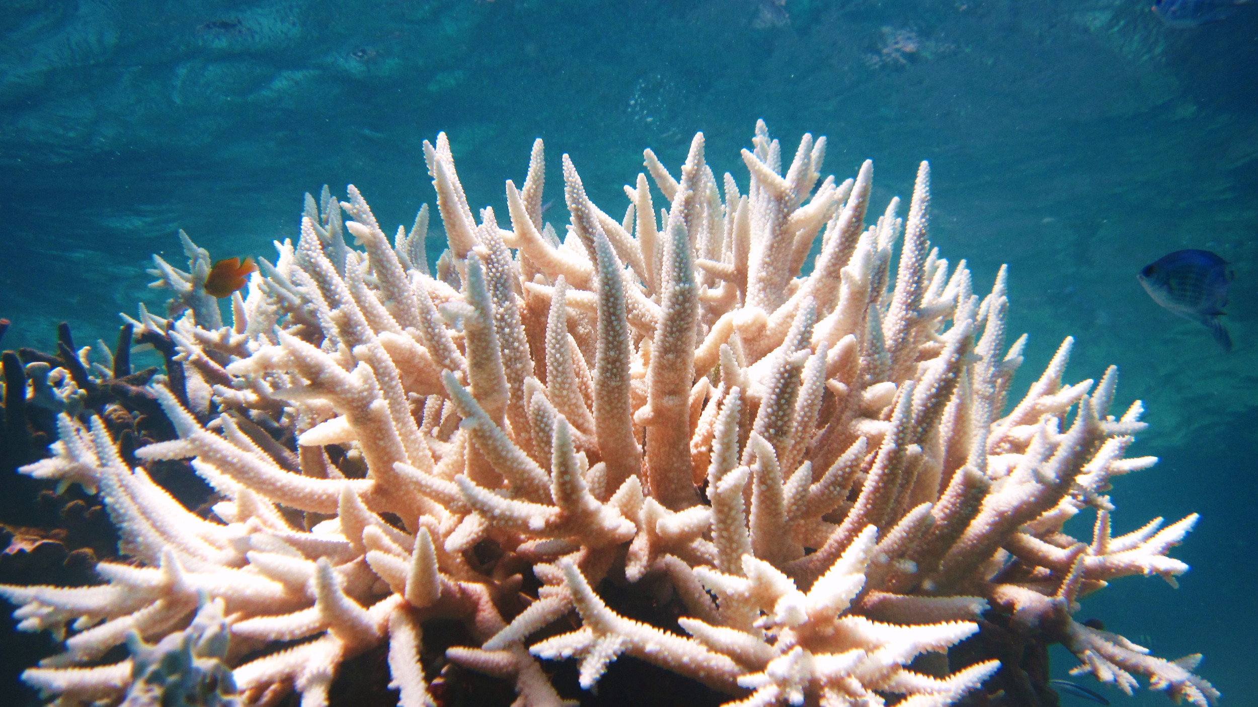 Featured image for "Sunshade Solution: Protecting Coral Reefs from Bleaching and Decline"