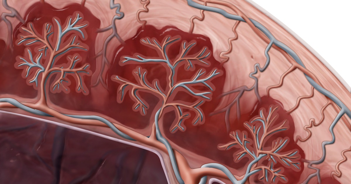 Featured image for "Scientists Unravel the Mystery of Humans' Temporary Alien Organ"