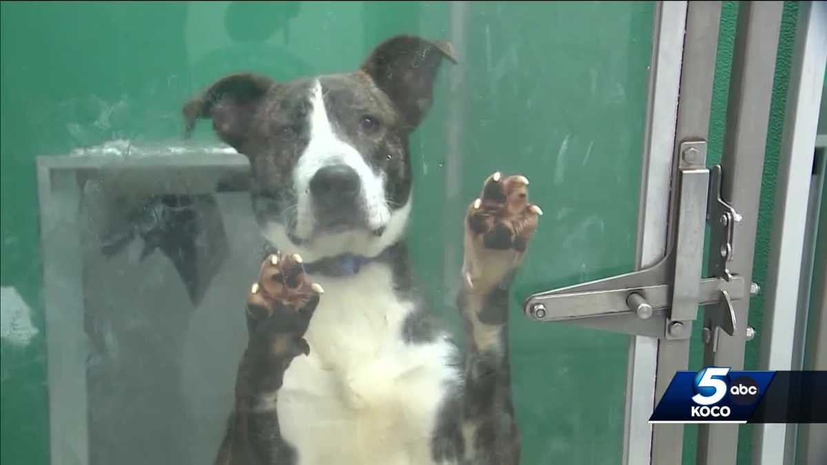 Featured image for Oklahoma animal shelters overcome devastating flu outbreak, see positive turnaround