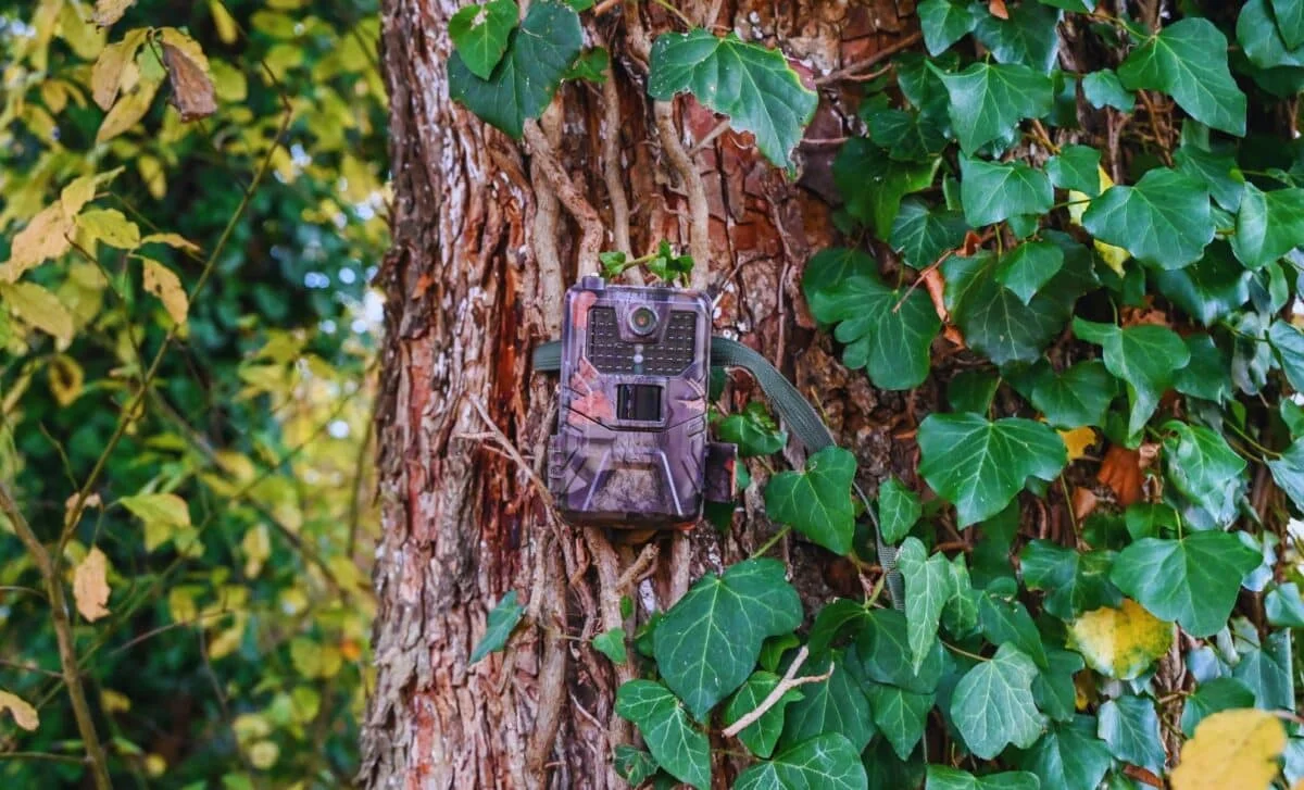 Camera Captures Coastal Marten in Northern California, Defying Extinction Fears