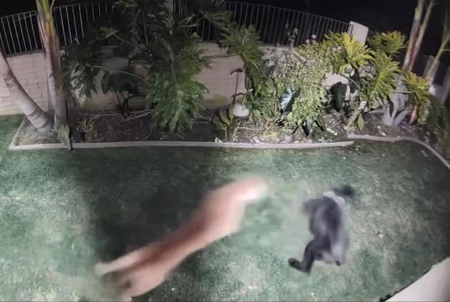 Brave Dog Fights Off Mountain Lion in California Backyard