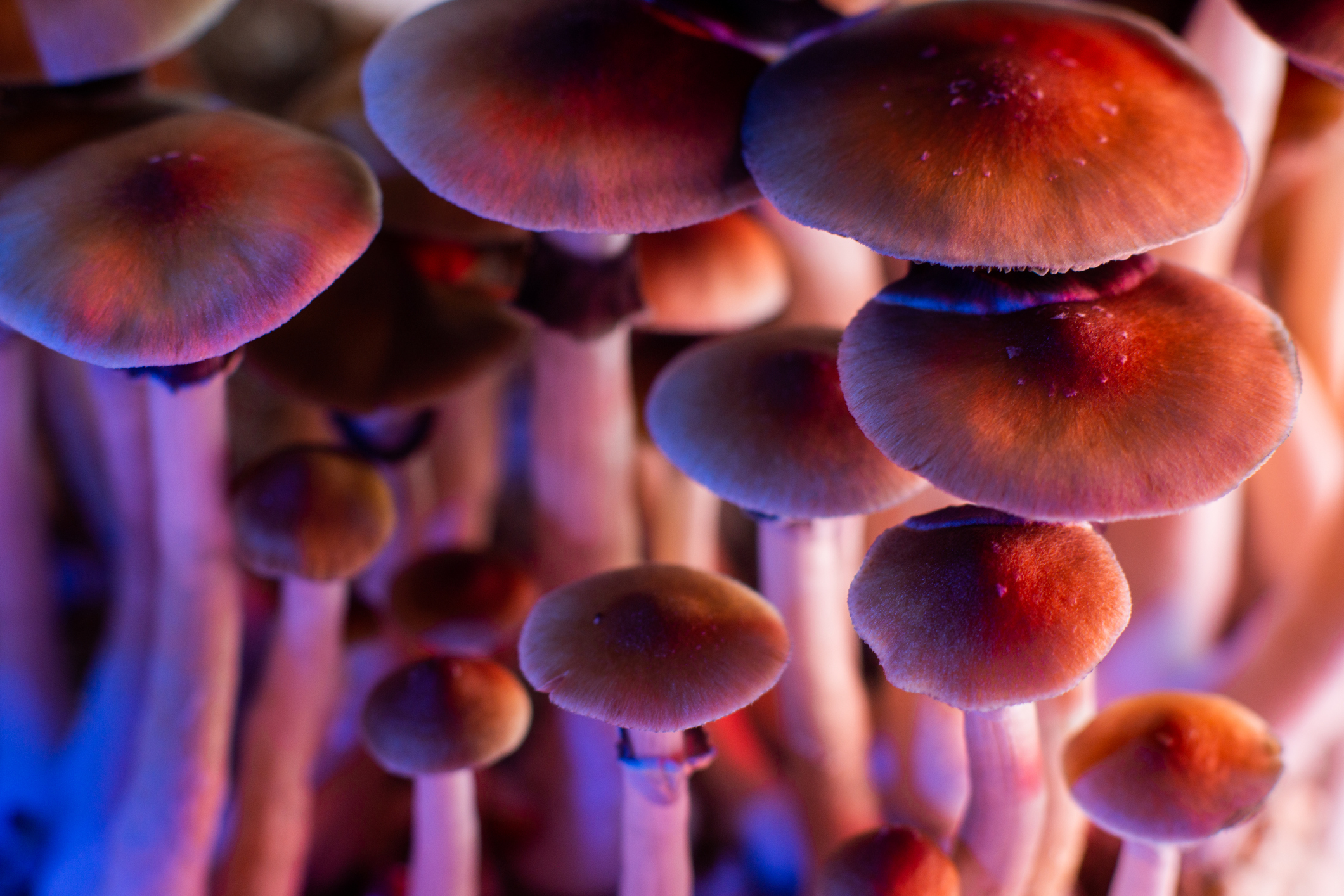 Featured image for "Surge in Psychedelic Mushroom Seizures Reflects Growing Popularity in the US"