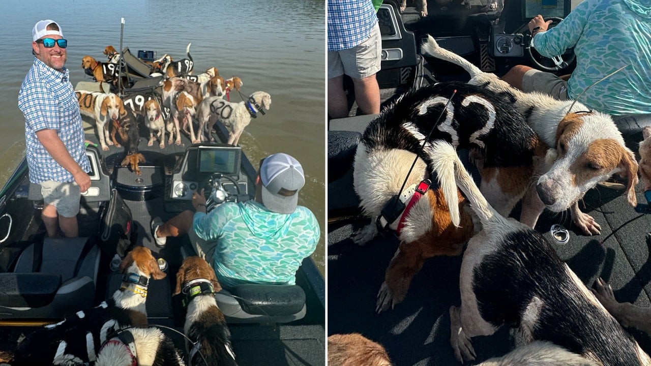 Featured image for "Mississippi Fishermen Heroically Rescue 38 Dogs from Drowning"
