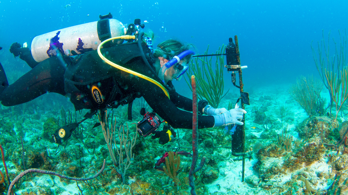 "Fish Music Playlist Aims to Revive Coral Reef"