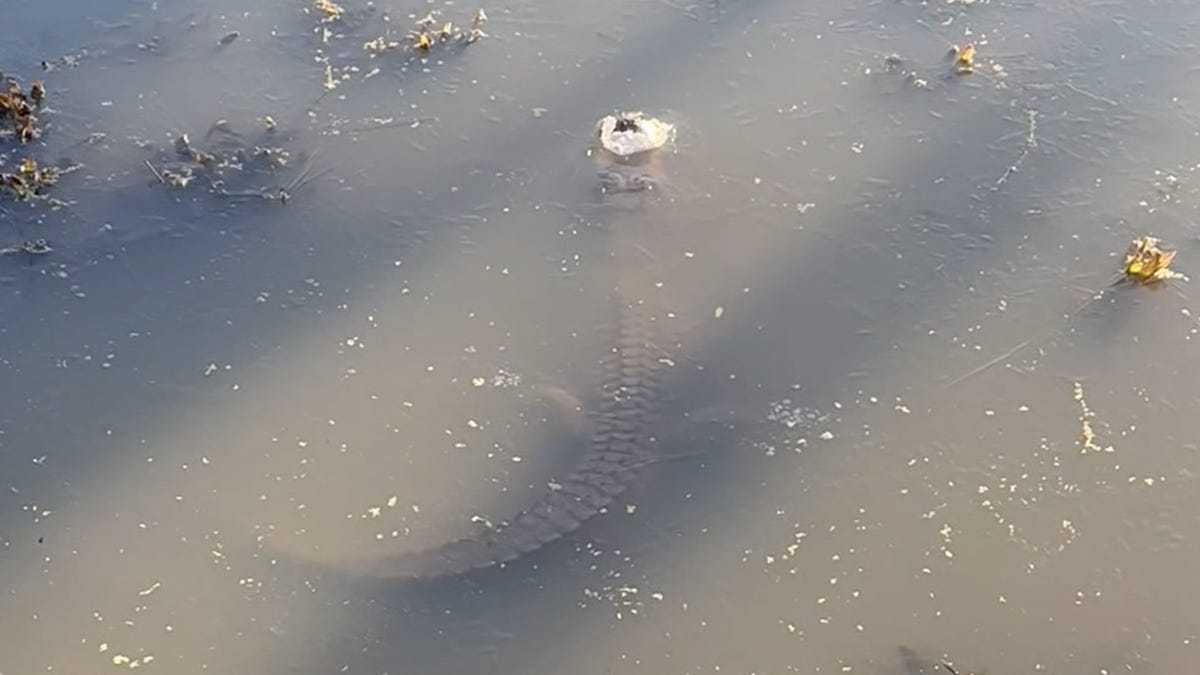Featured image for "Surviving the Freeze: Alligators Found Submerged in Frozen Waters of North Carolina and Texas"