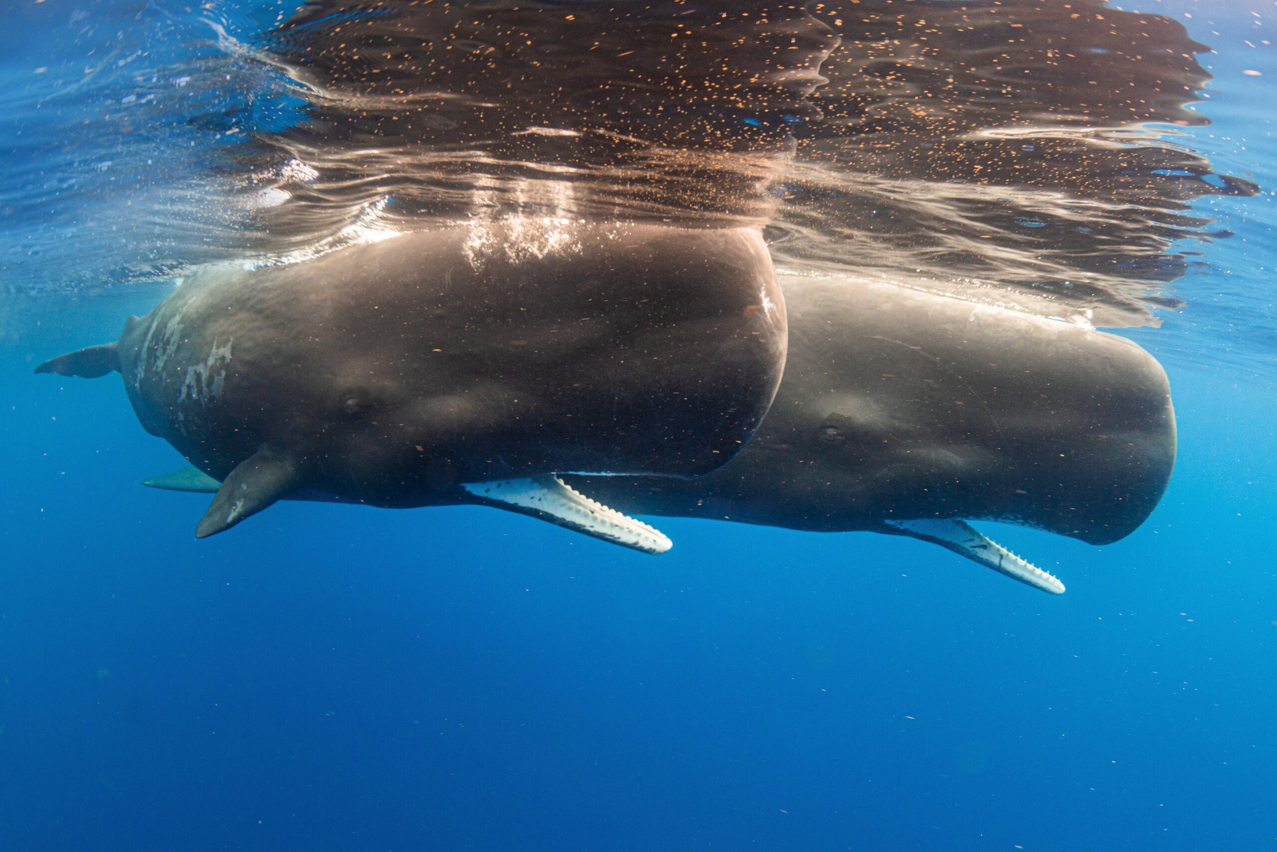 Featured image for Drones Detect Potentially Deadly Virus in Arctic Whale Breath