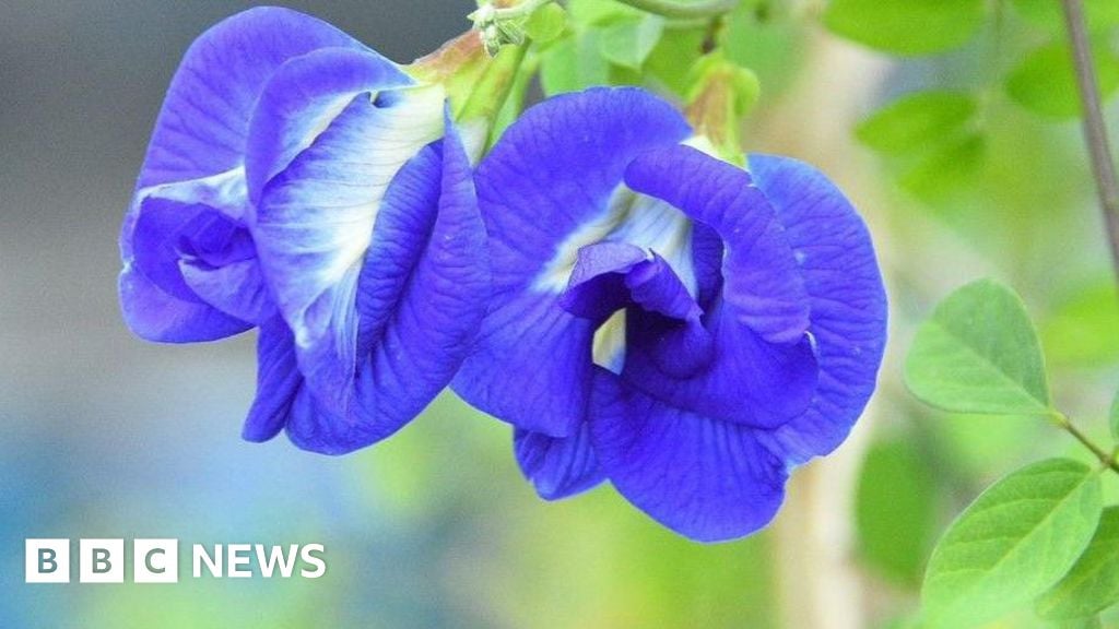 Featured image for Indian Farmers Embrace 'Magical' Butterfly Pea Flower