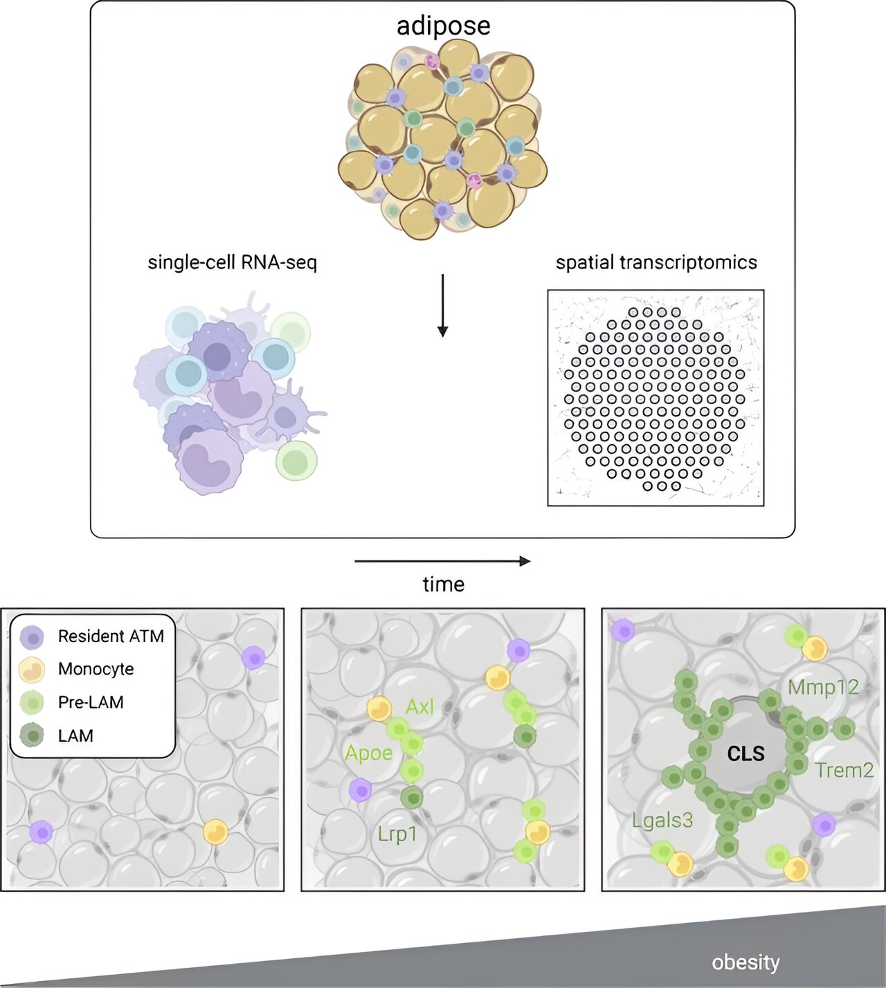 Featured image for Unraveling the Inflammatory Puzzle: How Obesity and Immune Cells Interact in Fat Tissue