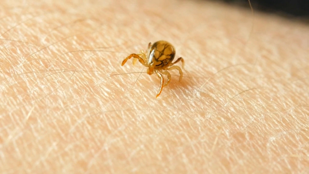 Featured image for "Rising Tick Cases: Prevention Tips and Safety Measures"