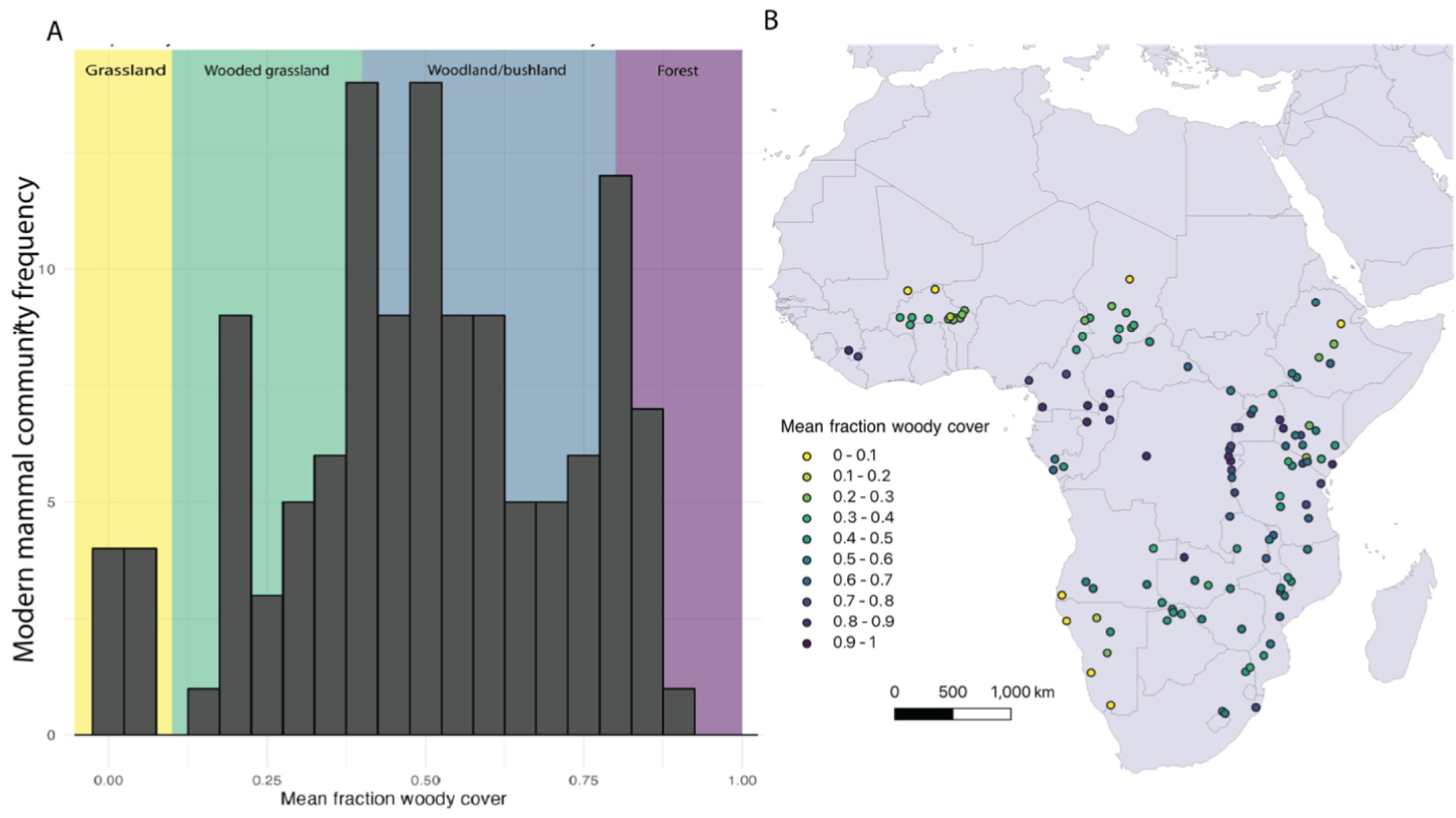 Featured image for "Mammal Evolution in Plio-Pleistocene Africa: Grassland Expansion's Limited Impact"
