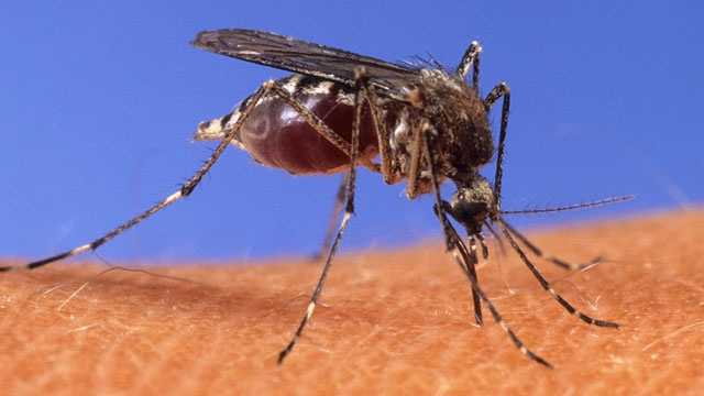 Featured image for Mosquitoes in Anne Arundel County carry West Nile virus