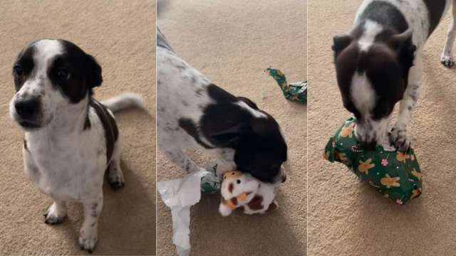 Featured image for Cute Puppy Unwraps Christmas Gift from Parents